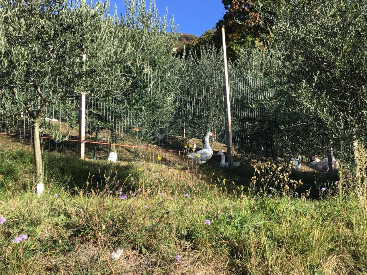 Agriturismo Al Robale Almenno San Bartolomeo エクステリア 写真